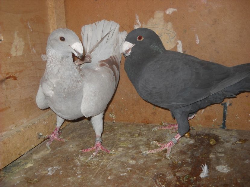 40 - PORUMBEI VANDUTI 2