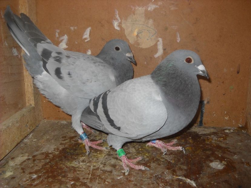 21 - PORUMBEI VANDUTI 2