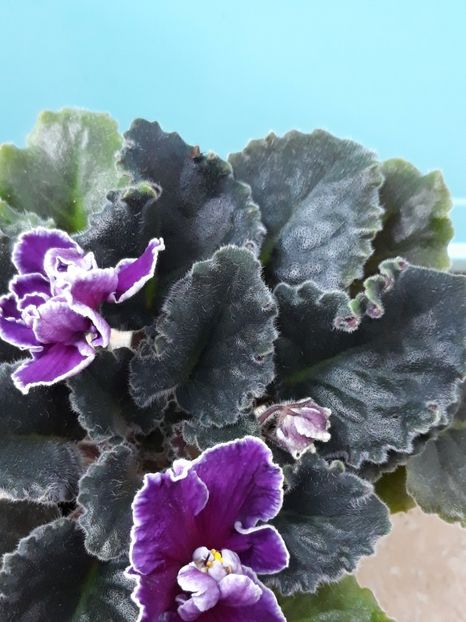  - EK Magia Liubvi zzz