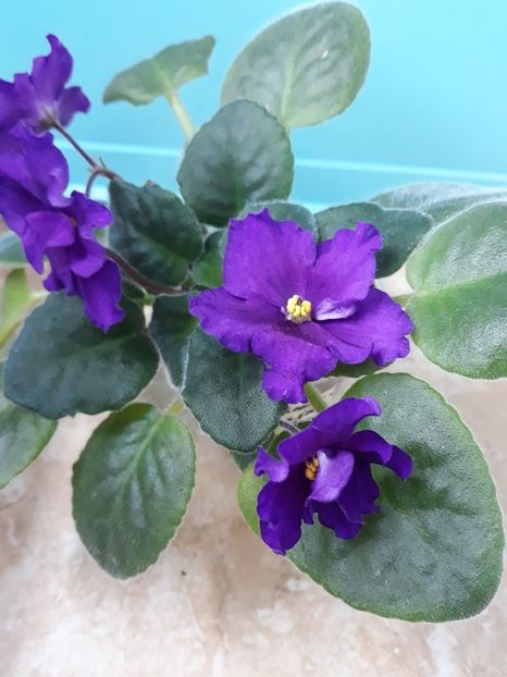  - EK Magnitania Anomalia