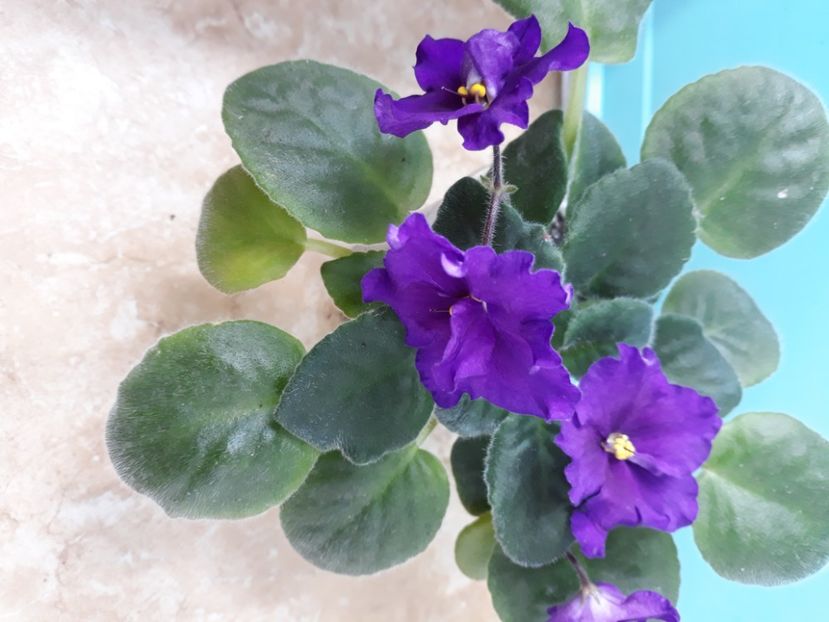  - EK Magnitania Anomalia