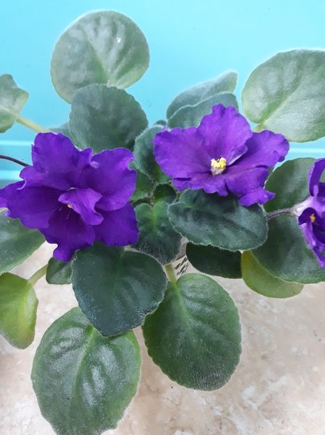  - EK Magnitania Anomalia