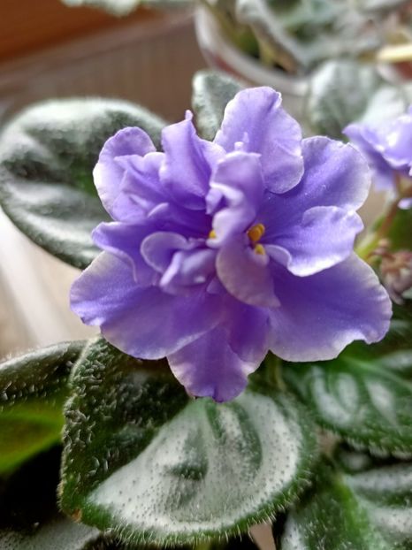 Sportul 2021.05.24 - RS-Morskaja Princessa