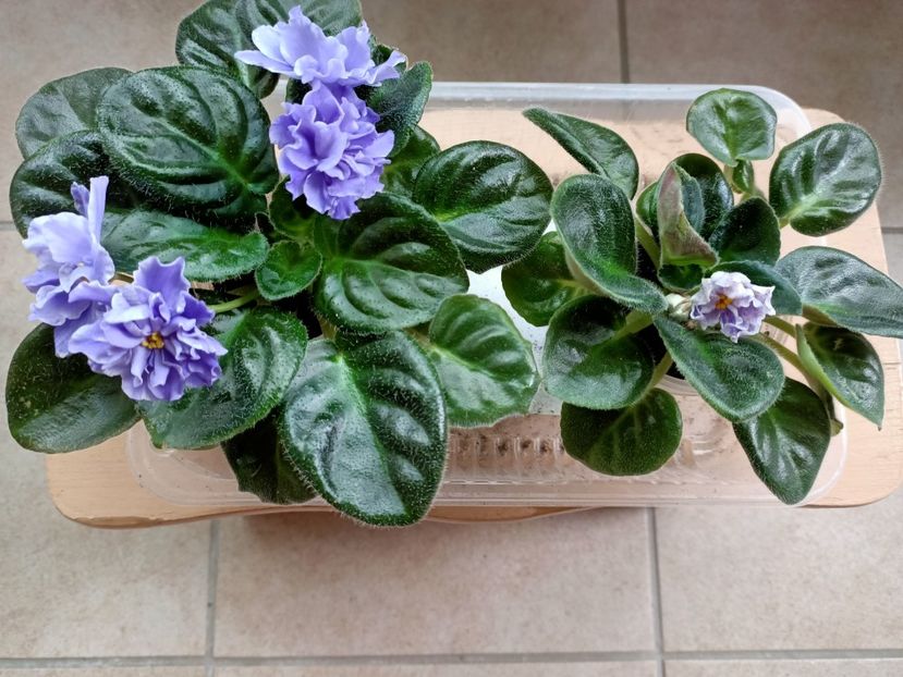 Împreună 2021.06.05 - RS-Morskaja Princessa