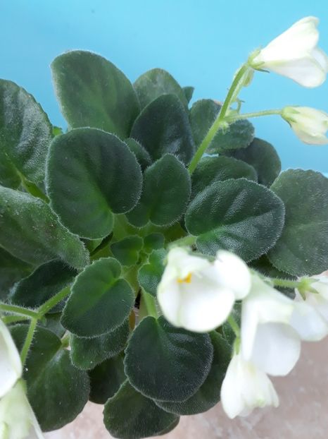  - Mac s Callow Carillion