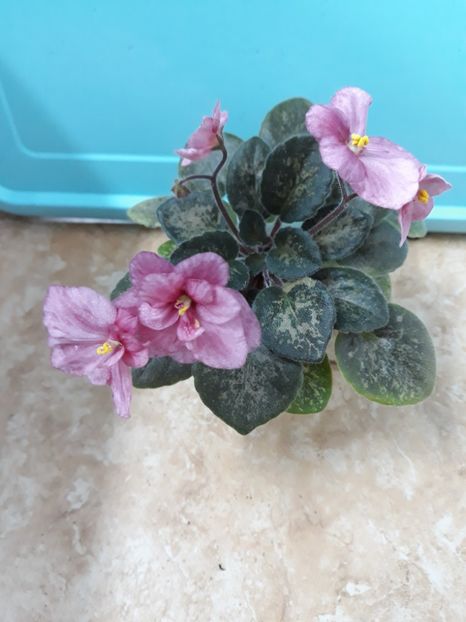  - Mac s Freckled Faced Redhead