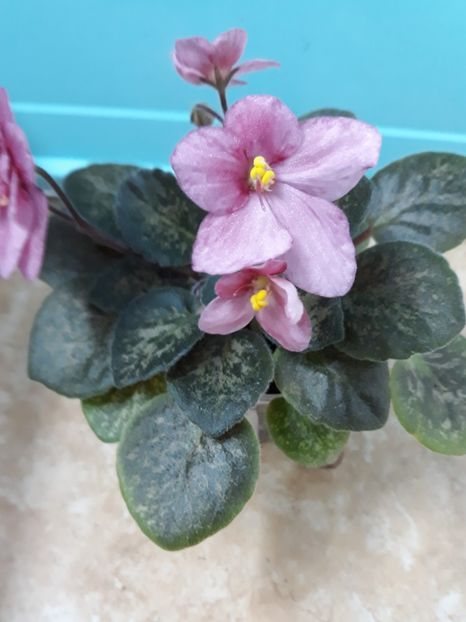  - Mac s Freckled Faced Redhead