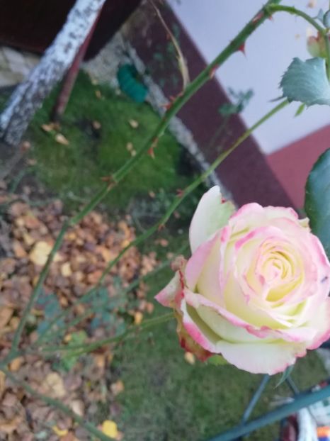  - Gradina toamna 2021