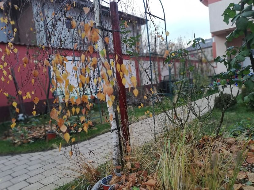  - Gradina toamna 2021