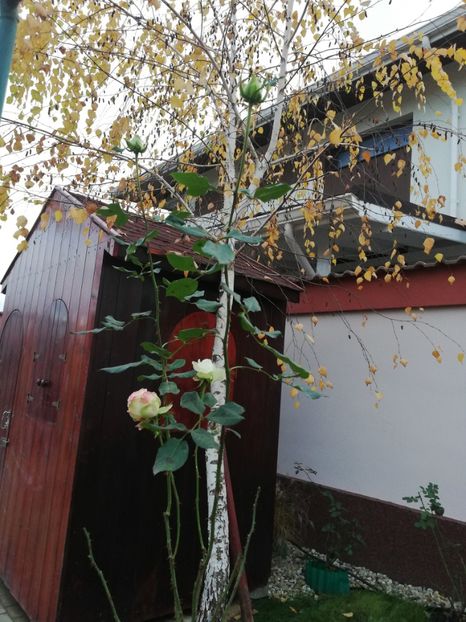  - Gradina toamna 2021