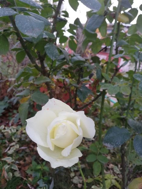  - Gradina toamna 2021