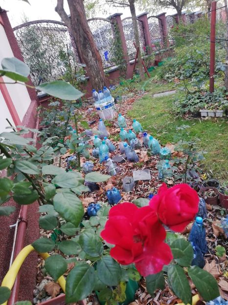  - Gradina toamna 2021
