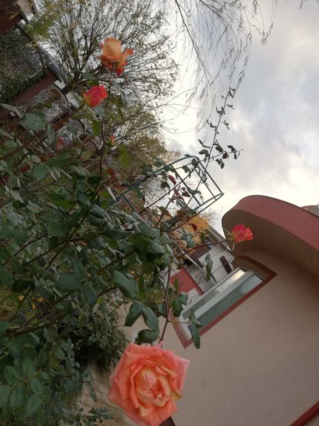  - Gradina toamna 2021