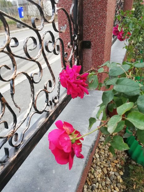  - Gradina toamna 2021