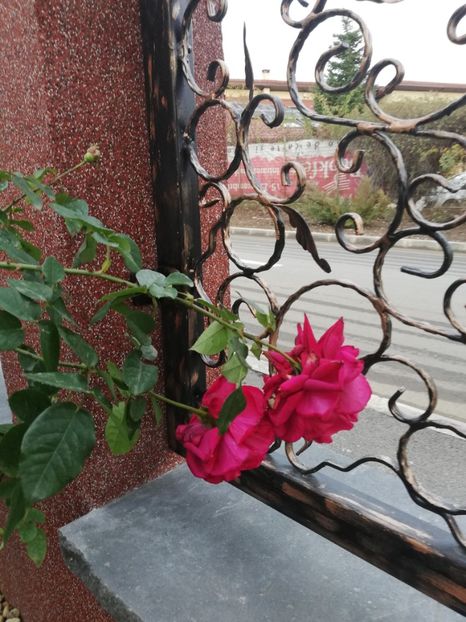  - Gradina toamna 2021
