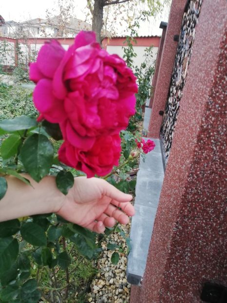  - Gradina toamna 2021