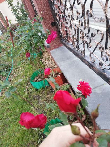  - Gradina toamna 2021