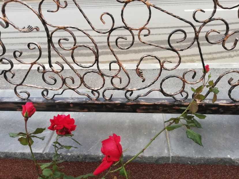  - Gradina toamna 2021