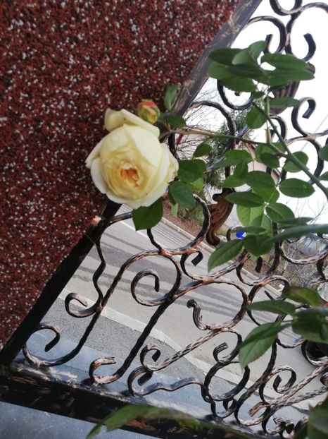  - Gradina toamna 2021