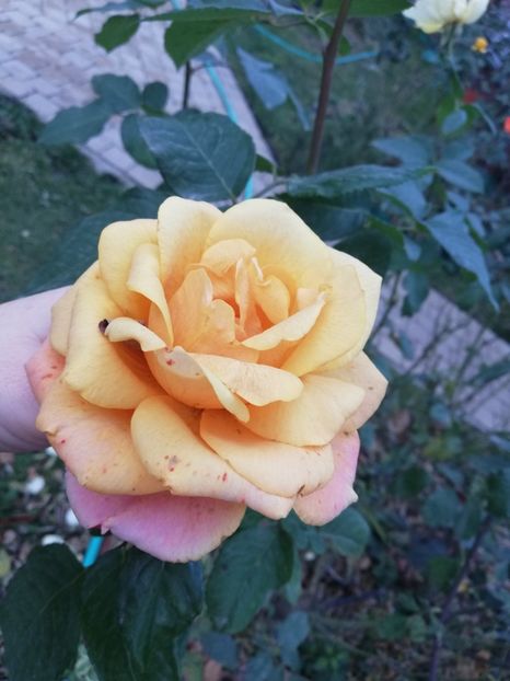  - Gradina toamna 2021
