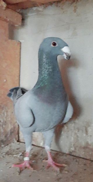  - Pui 2021