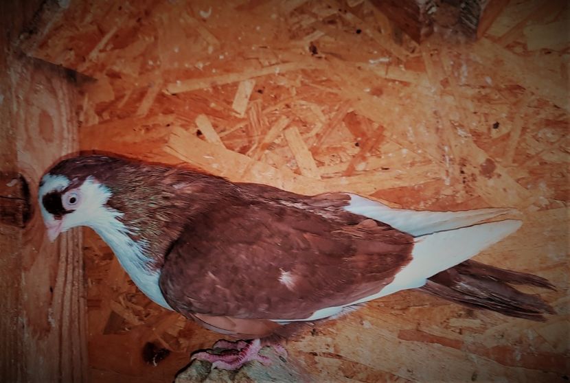 12681  mascul  2021 - Plecați ALBUM 3