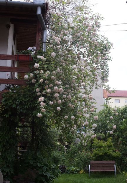 Mme Alfred Carriere - 0 Top trandafiri urcatori- shrub inalti- hibrizi de mosc si rambleri