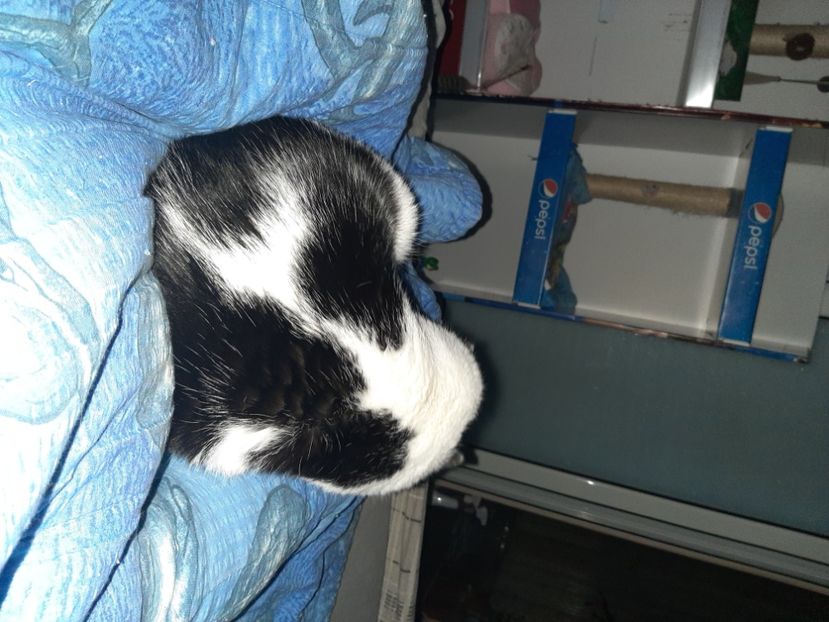  - Pisicii mei noiembrie 2021