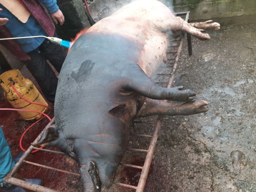  - Tăierea porcului 2021