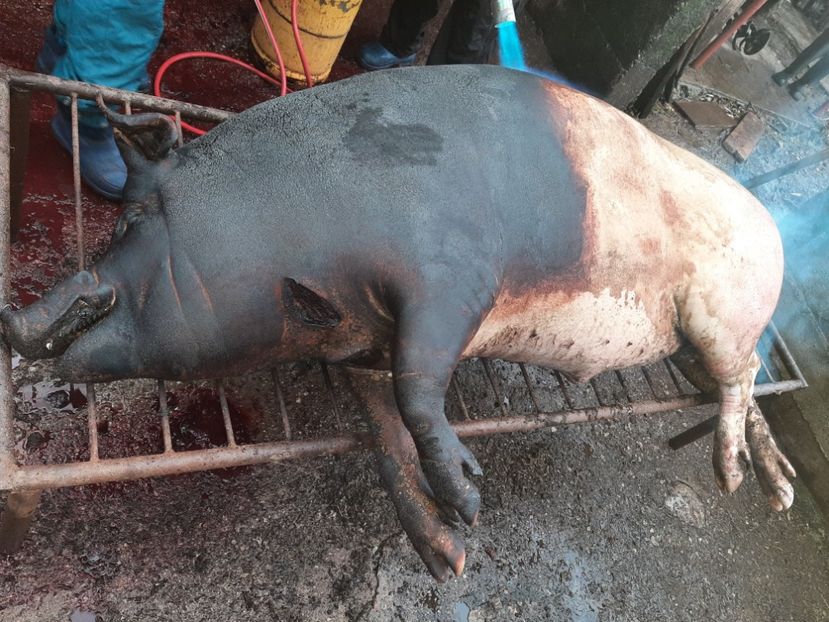  - Tăierea porcului 2021