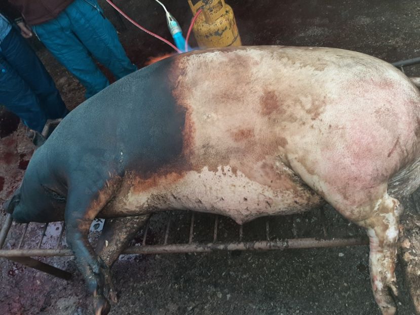  - Tăierea porcului 2021