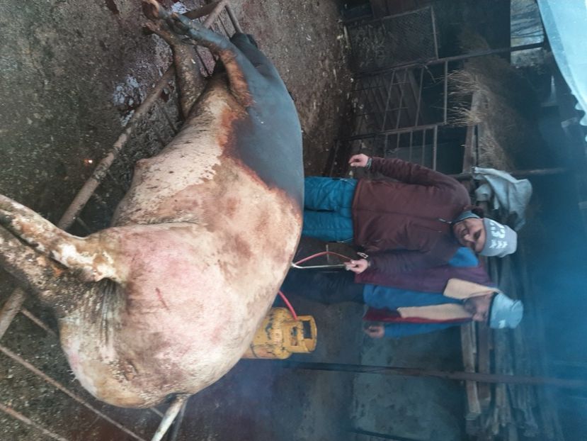  - Tăierea porcului 2021