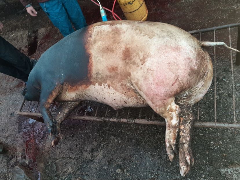 - Tăierea porcului 2021