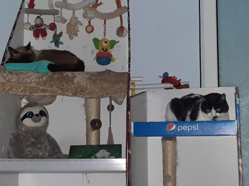  - Pisicii mei noiembrie 2021