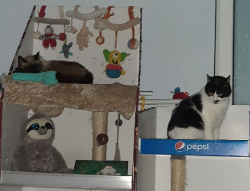  - Pisicii mei noiembrie 2021