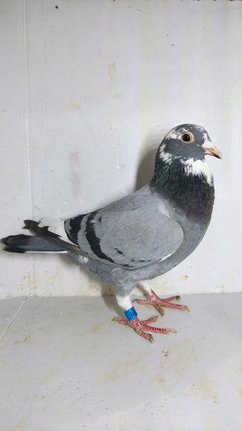 M 2021 vandut - De vanzare voiajori 2