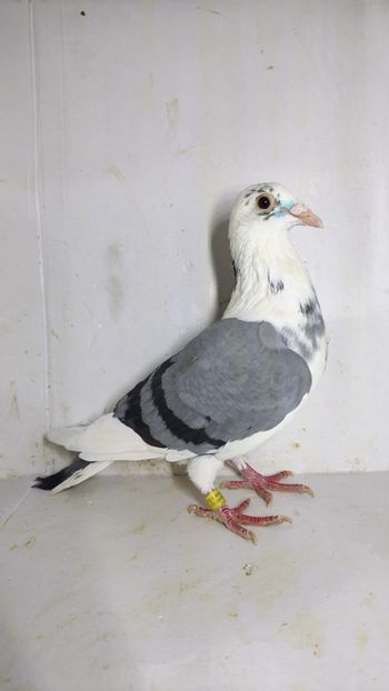 F 2021 vanduta - De vanzare voiajori 2