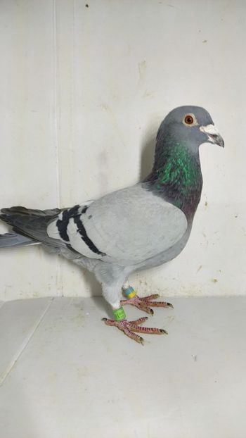 M 2018 vandut - De vanzare voiajori 2