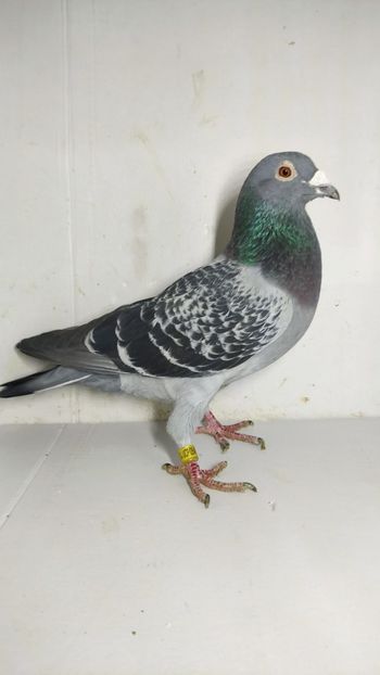 M 2021 luat de uliu 22 - Por luati de uliu