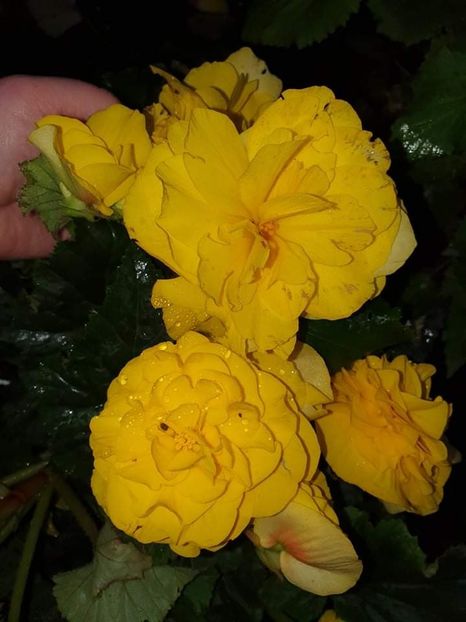 received_2706321503010449 - 2 Begonii 2021
