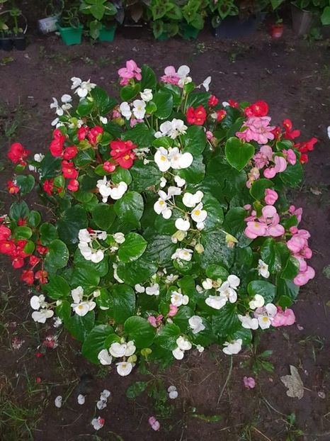 received_273836974708585 - 2 Begonii 2021