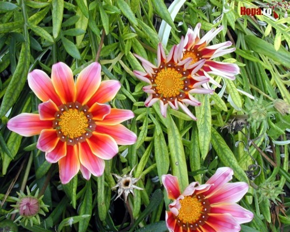 Flowers_Balcik1280x1024_1204288595 - flori