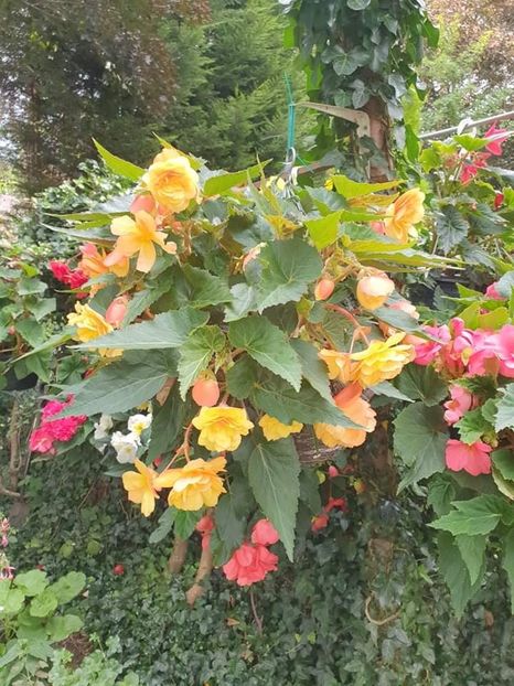 received_1315218152274440 - - Begonii 2021