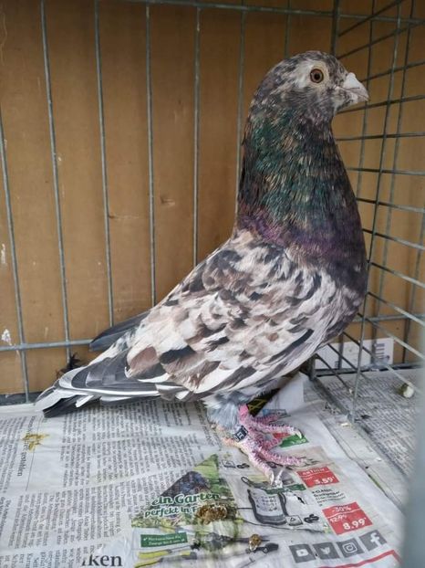  - Nu îmi aparțin 3