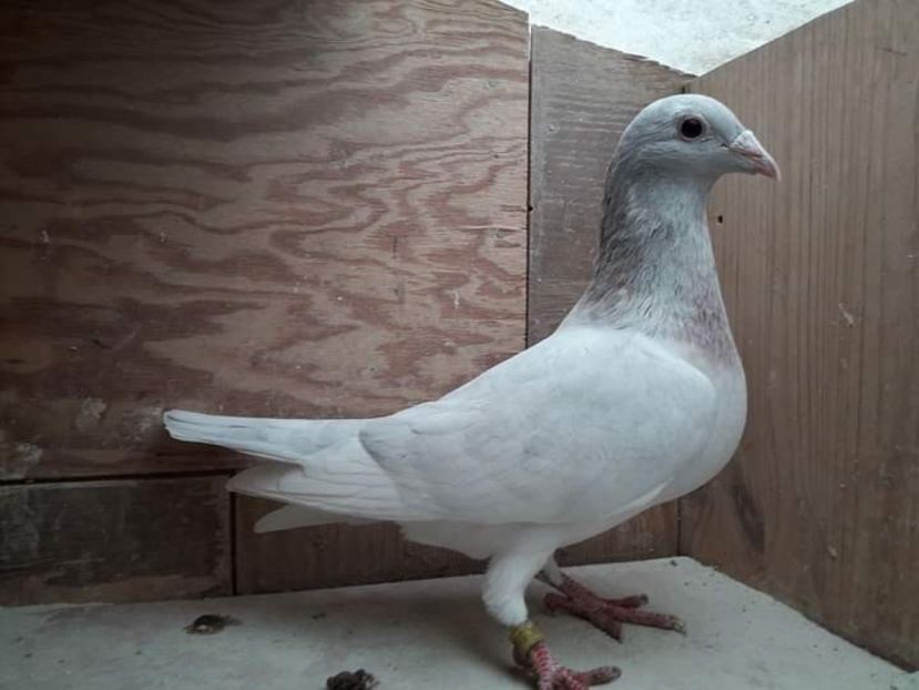  - Nu îmi aparțin 3