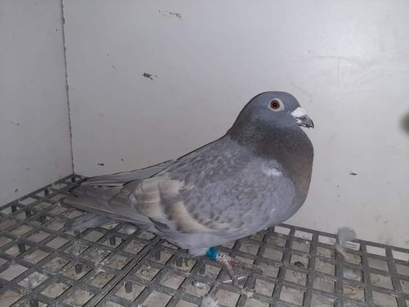  - Nu îmi aparțin 3