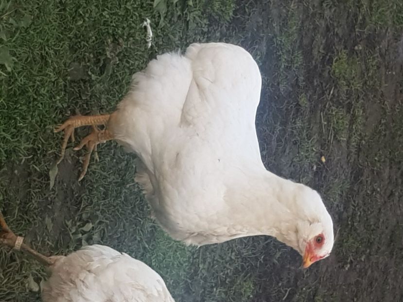  - Araucana alb
