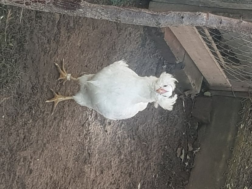  - Araucana alb