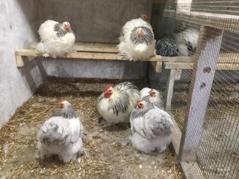 87FEE6B1-265B-437D-AD06-E646C37874D2 - Conchichina pitic herminat deschis