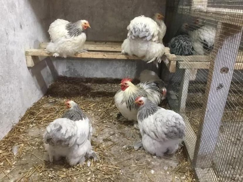 29FFBFC8-7169-43AB-8CED-90EEDEF48E86 - Conchichina pitic herminat deschis